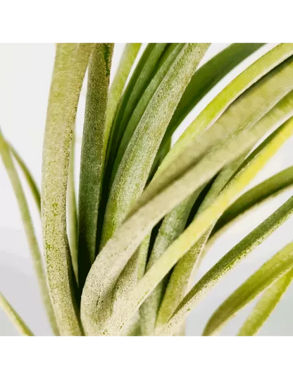 Tillandsia Nidus