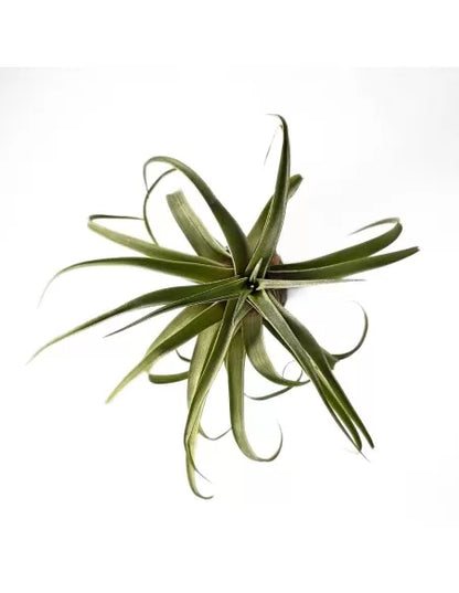 Tillandsia Novakii x Streptophylla Grex