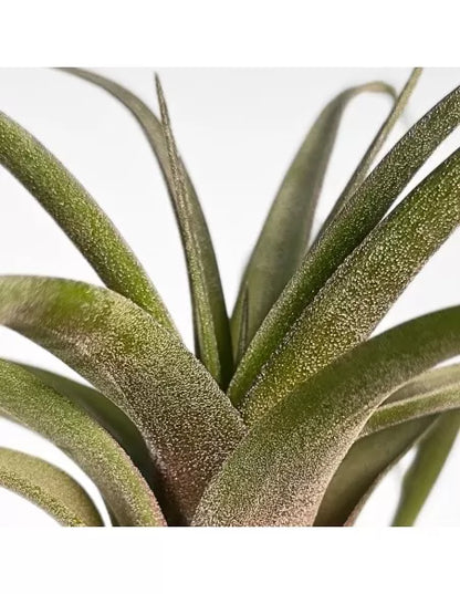 Tillandsia Novakii x Streptophylla Grex