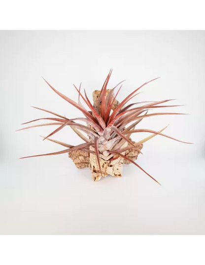 Tillandsia novakii