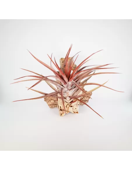 Tillandsia novakii