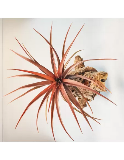 Tillandsia novakii