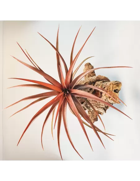 Tillandsia novakii