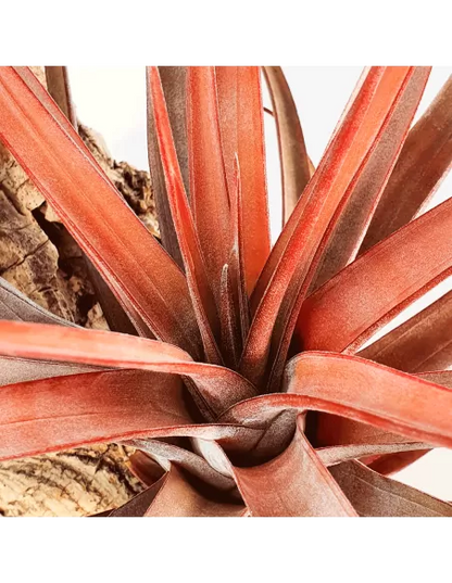 Tillandsia novakii
