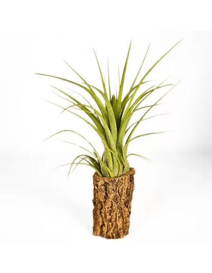 Tillandsia Oh my Goodness