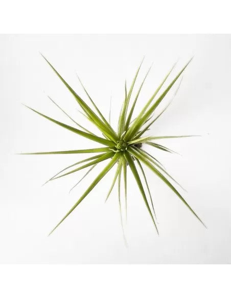Tillandsia Oh my Goodness