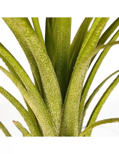 Tillandsia Oh my Goodness