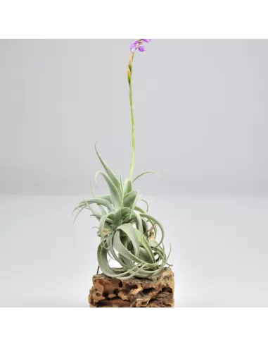 Tillandsia paleacea apurimacensis