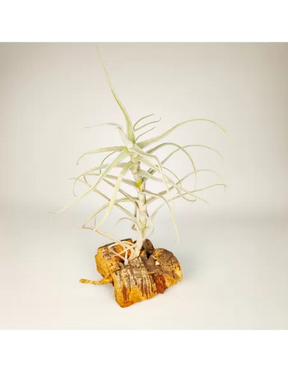 Tillandsia Paleacea Canta