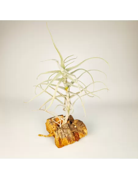 Tillandsia Paleacea Canta