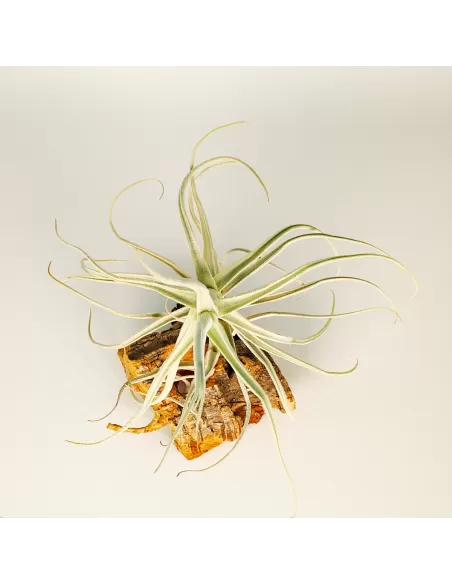 Tillandsia Paleacea Canta