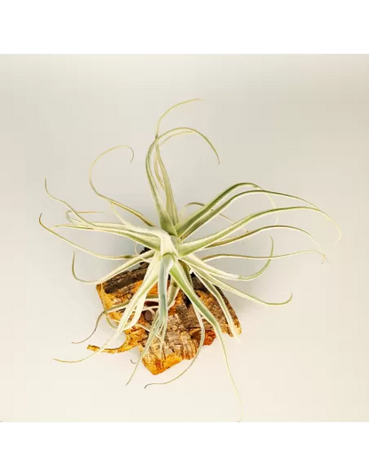 Tillandsia Paleacea Canta