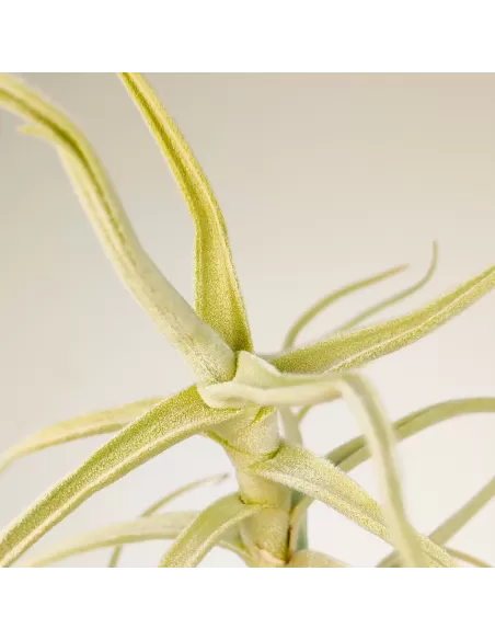 Tillandsia Paleacea Canta