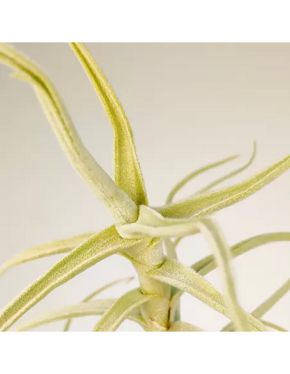 Tillandsia Paleacea Canta