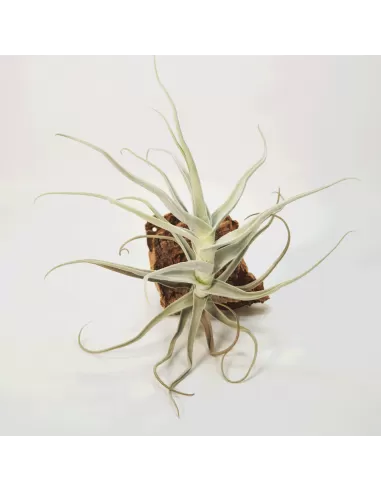 Tillandsia Paleacea Gigantea Peru