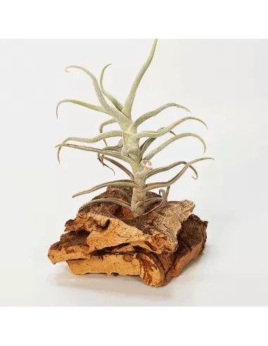 Tillandsia Paleacea Minor Peru
