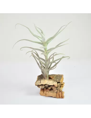 Tillandsia Paleacea