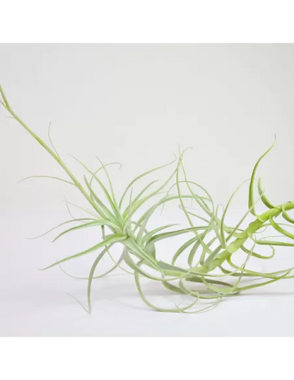 Tillandsia Paleacea