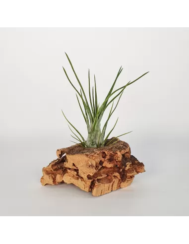 Tillandsia Paraensis