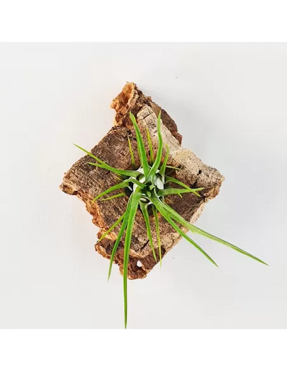 Tillandsia Paraensis