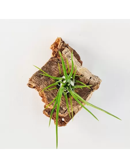 Tillandsia paraensis