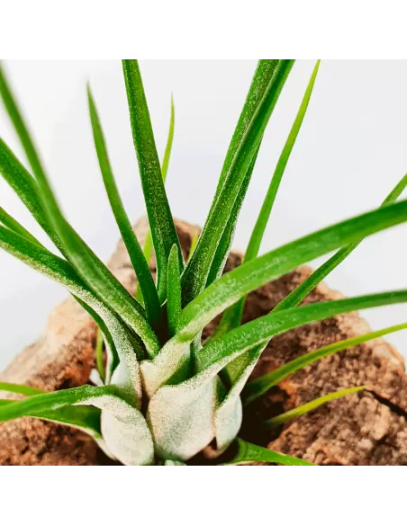 Tillandsia Paraensis