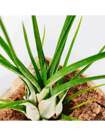 Tillandsia Paraensis