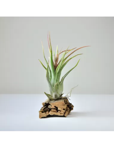 Tillandsia Paucifolia