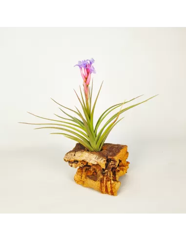 Tillandsia Perky Pink