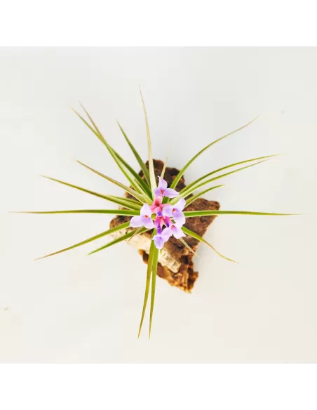Tillandsia Perky Pink