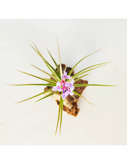Tillandsia Perky Pink