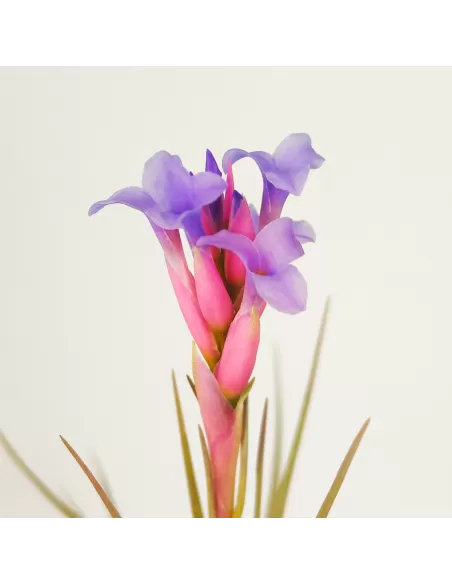 Tillandsia Perky Pink