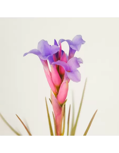 Tillandsia Perky Pink