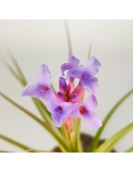 Tillandsia Perky Pink