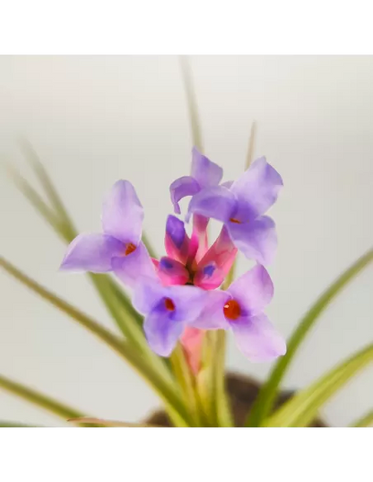 Tillandsia Perky Pink