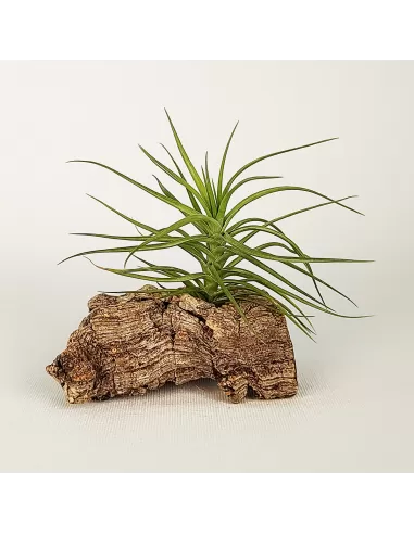 Tillandsia Pink Star x Tenuifolia Var. Vaginata