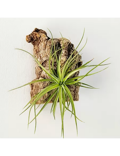 Tillandsia Pink Star x Tenuifolia Var. Vaginata