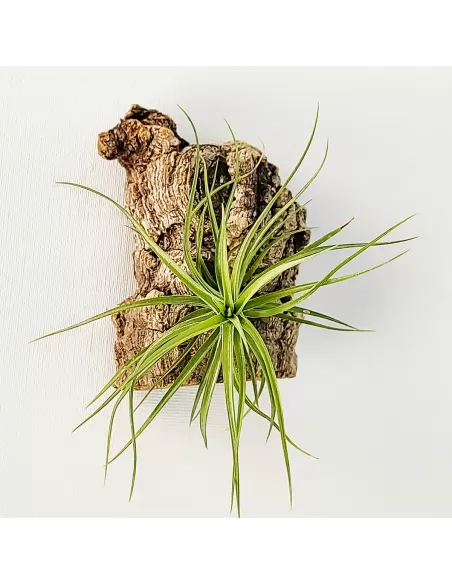 Tillandsia Pink Star x Tenuifolia Var. Vaginata