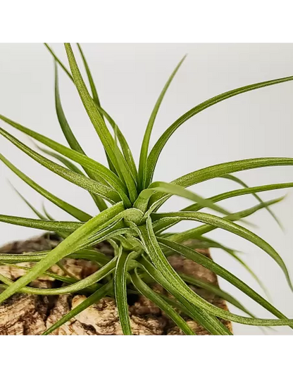 Tillandsia Pink Star x Tenuifolia Var. Vaginata