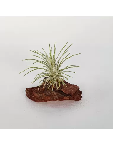 Tillandsia Plumosa