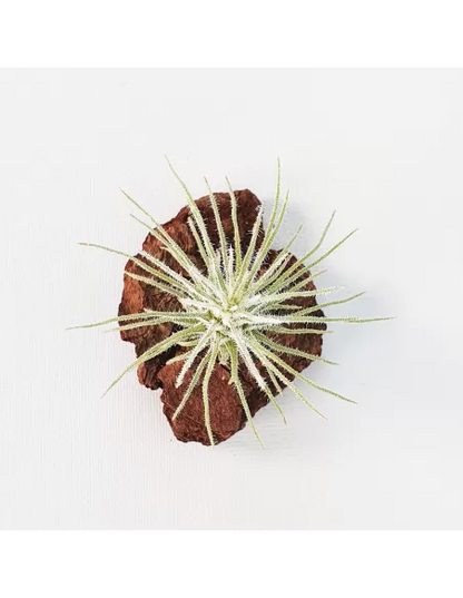 Tillandsia Plumosa
