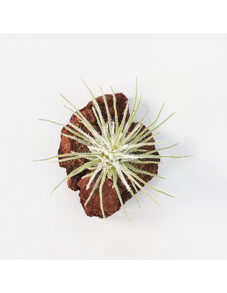 Tillandsia Plumosa