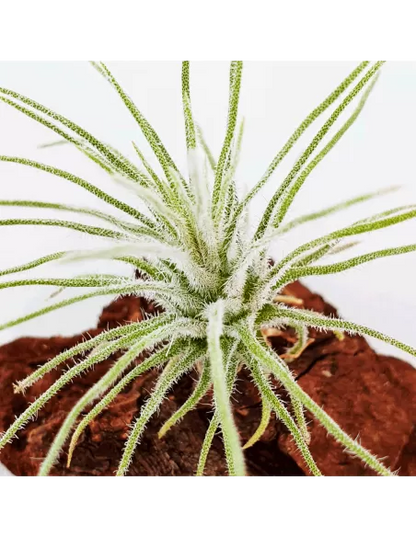 Tillandsia Plumosa
