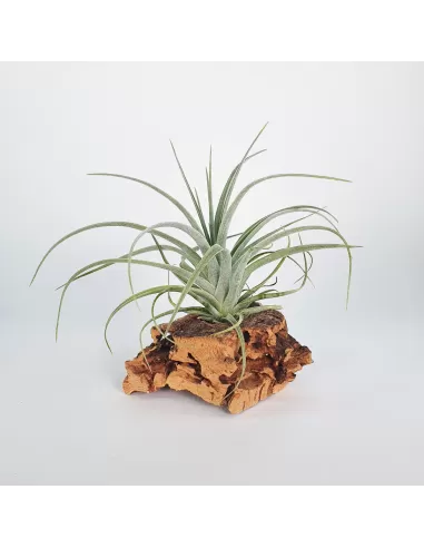 Tillandsia pohliana