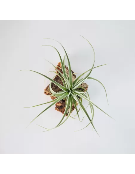 Tillandsia pohliana