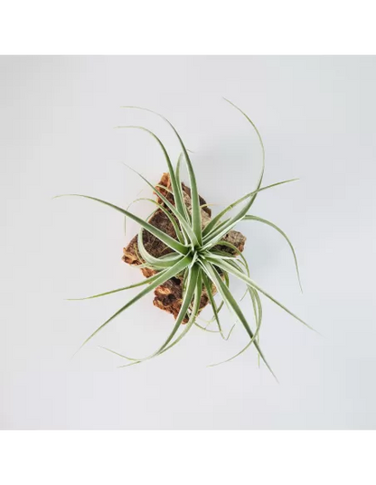 Tillandsia pohliana