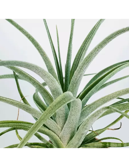 Tillandsia pohliana