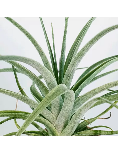 Tillandsia pohliana
