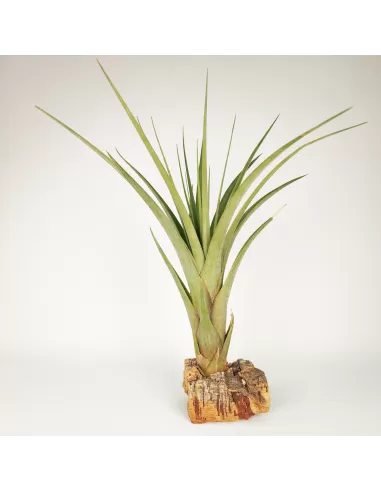 Tillandsia polystachya x fasciculata