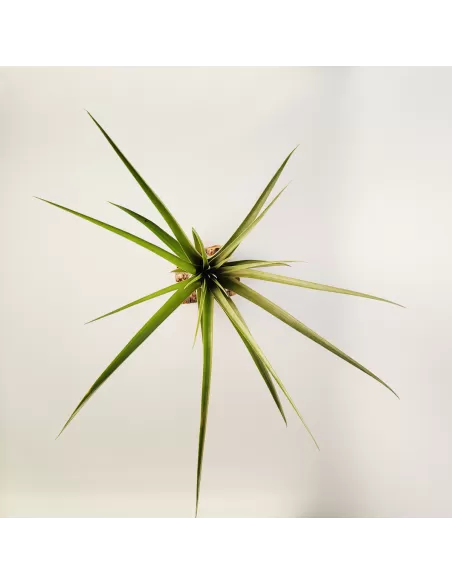 Tillandsia polystachya x fasciculata